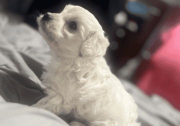 female maltipoo white ready now