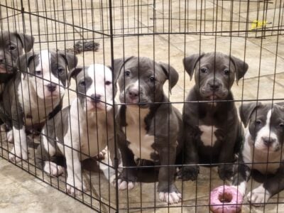 American Bully Puppies for sale – 10 weeks old
