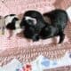 Small breed puppies