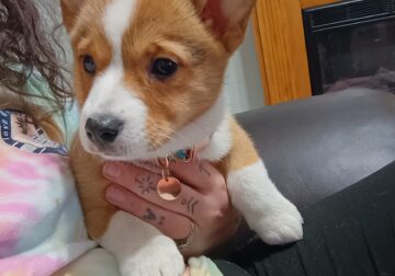 Pembroke Welsh Corgi
