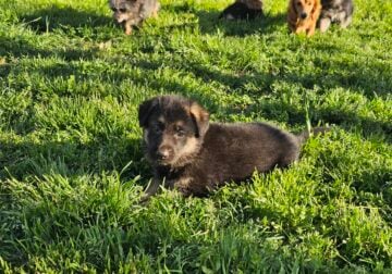 AKC GERMAN SHEPHERDS
