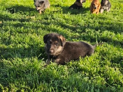 AKC GERMAN SHEPHERDS
