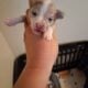 Merle chihuahua puppies