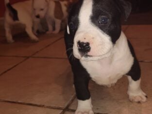 American Bully XL mix