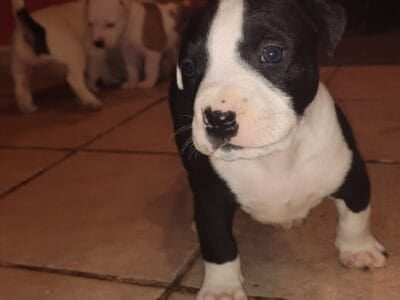 American Bully XL mix