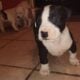 American Bully XL mix