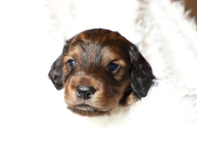 Standard Dachshund puppy – Felix