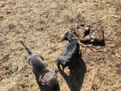 Staffordshire Terrier/ German Rottweiler Pups For