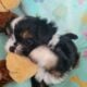 Puppy 3 Chorkie Yorkie & Chihuahua Designer Breed