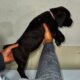 Cane Corso Puppies