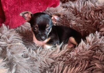 Adorable tiny Applehead Chihuahua girl