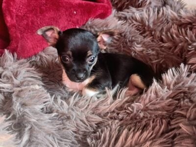 Adorable tiny Applehead Chihuahua girl
