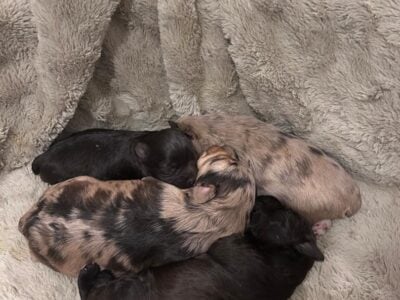 Miniature Schnauzer