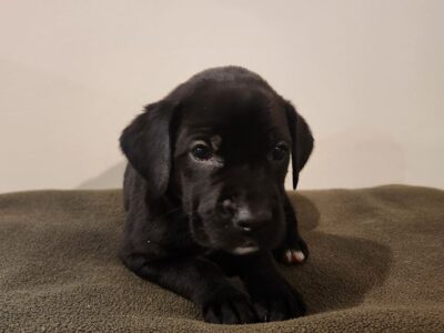 Great Golden Dane – Beans
