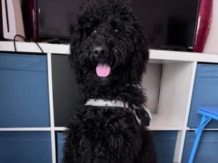 2 yr old Bernedoodle For Sale to Good Home