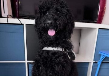 2 yr old Bernedoodle For Sale to Good Home