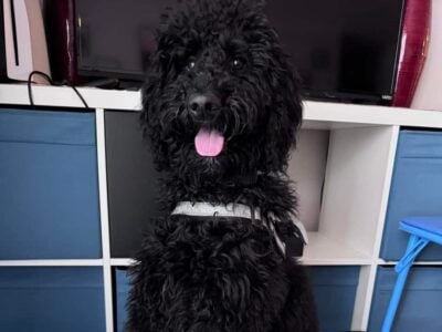 2 yr old Bernedoodle For Sale to Good Home
