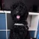 2 yr old Bernedoodle For Sale to Good Home