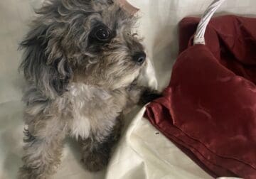 Toy Cavapoo girl puppy vaccinated & potty trained