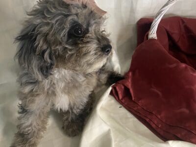 Toy Cavapoo girl puppy vaccinated & potty trained