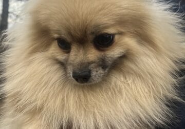 Sable Female Pomeranian