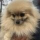 Sable Female Pomeranian