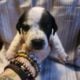 Pitbull/Mini Dashound puppies
