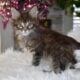 Maine coon