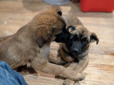 FREE Dutch Shep / Ger. Shep – FIXED & VACCINE DNA