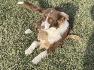 Aussie Collie Mix
