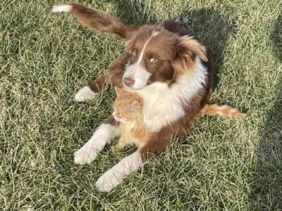 Aussie Collie Mix