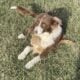 Aussie Collie Mix