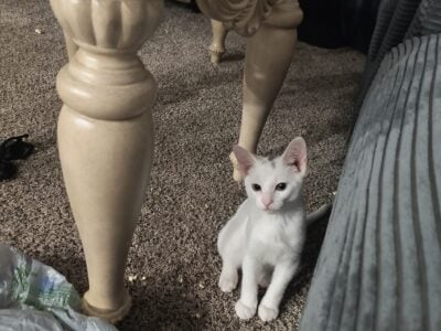 Pandy paws