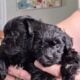 Havanese