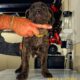 Cane Corso Puppies