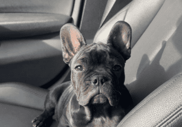 French Bulldog