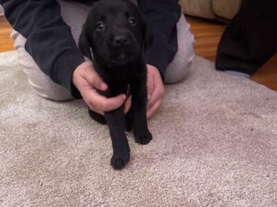 Pup for rehoming