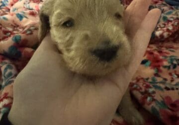 Precious Goldendoodle puppy- baby pink