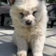 Bella Chow-Chow