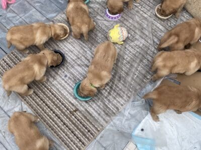 6-week golden retriever puppies