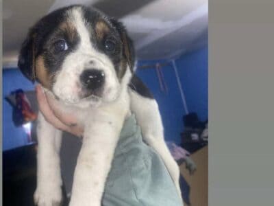 Puppies for rehoming