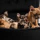 Exotic French Bulldog Puppies