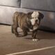 English Bulldog Puppies