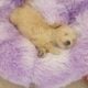 Cute Male Maltipoo