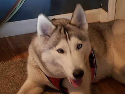 HUSKY DOGS