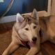 HUSKY DOGS