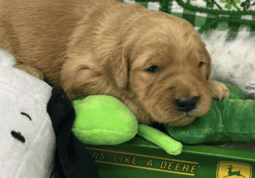 Female Goldendoodle