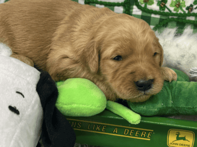 Female Goldendoodle