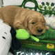 Female Goldendoodle