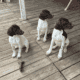 German shorthair puppies